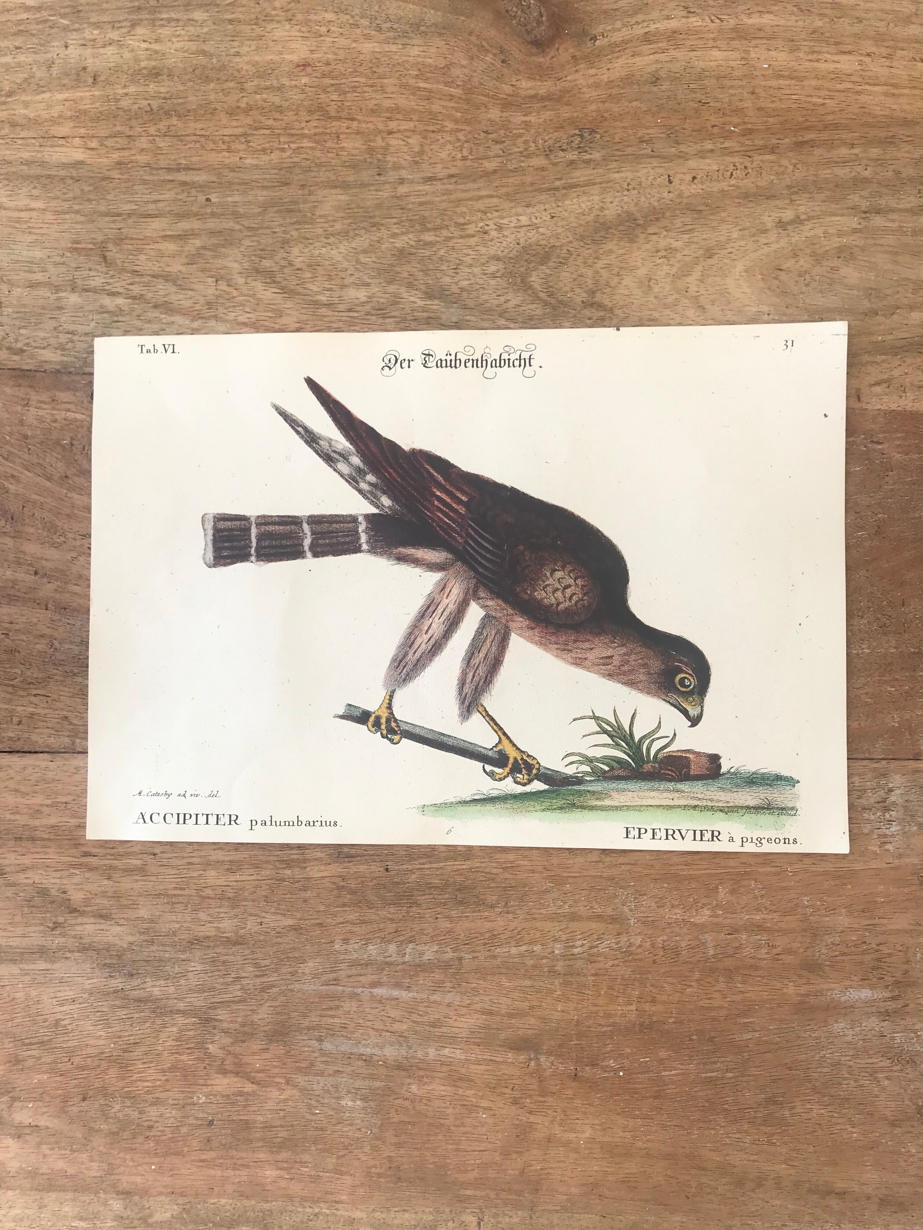 Ornithological board