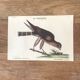 Planche ornithologique