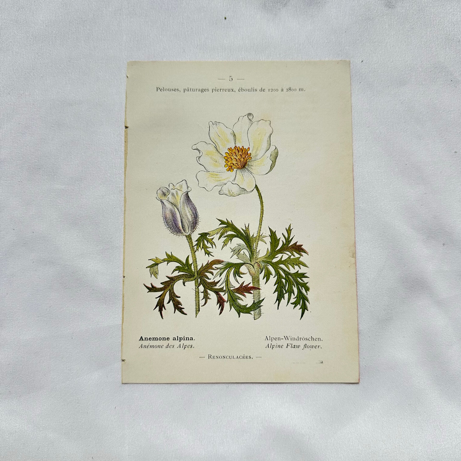 Old botanical engraving from the 19th century – Coloured botanical plates
