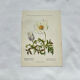 Old botanical engraving from the 19th century – Coloured botanical plates