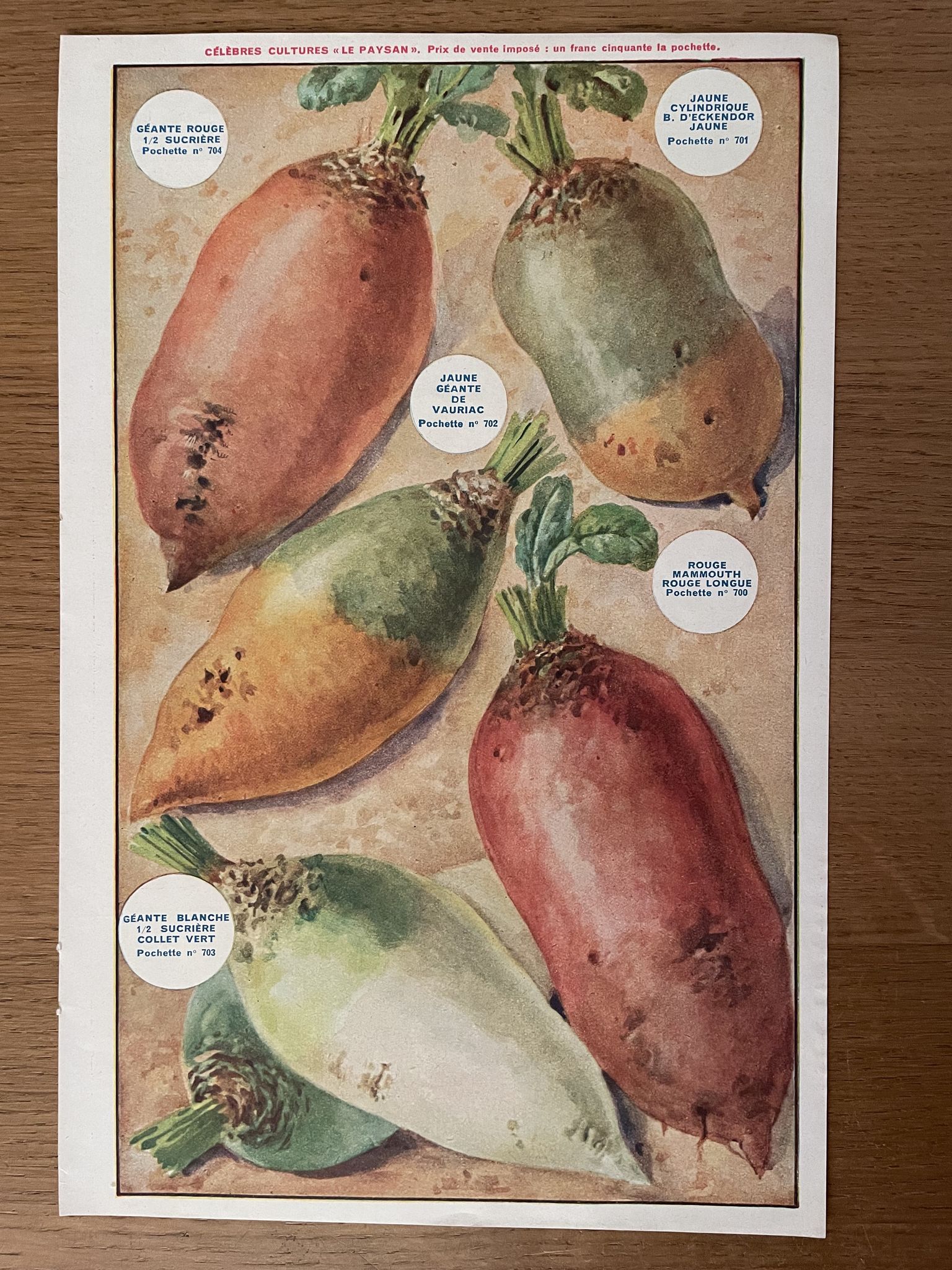 Ancienne illustration sur les betteraves et les haricots - 1930