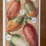 Old illustration on beets and beans - 1930