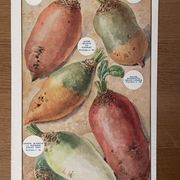 Ancienne illustration sur les betteraves et les haricots - 1930
