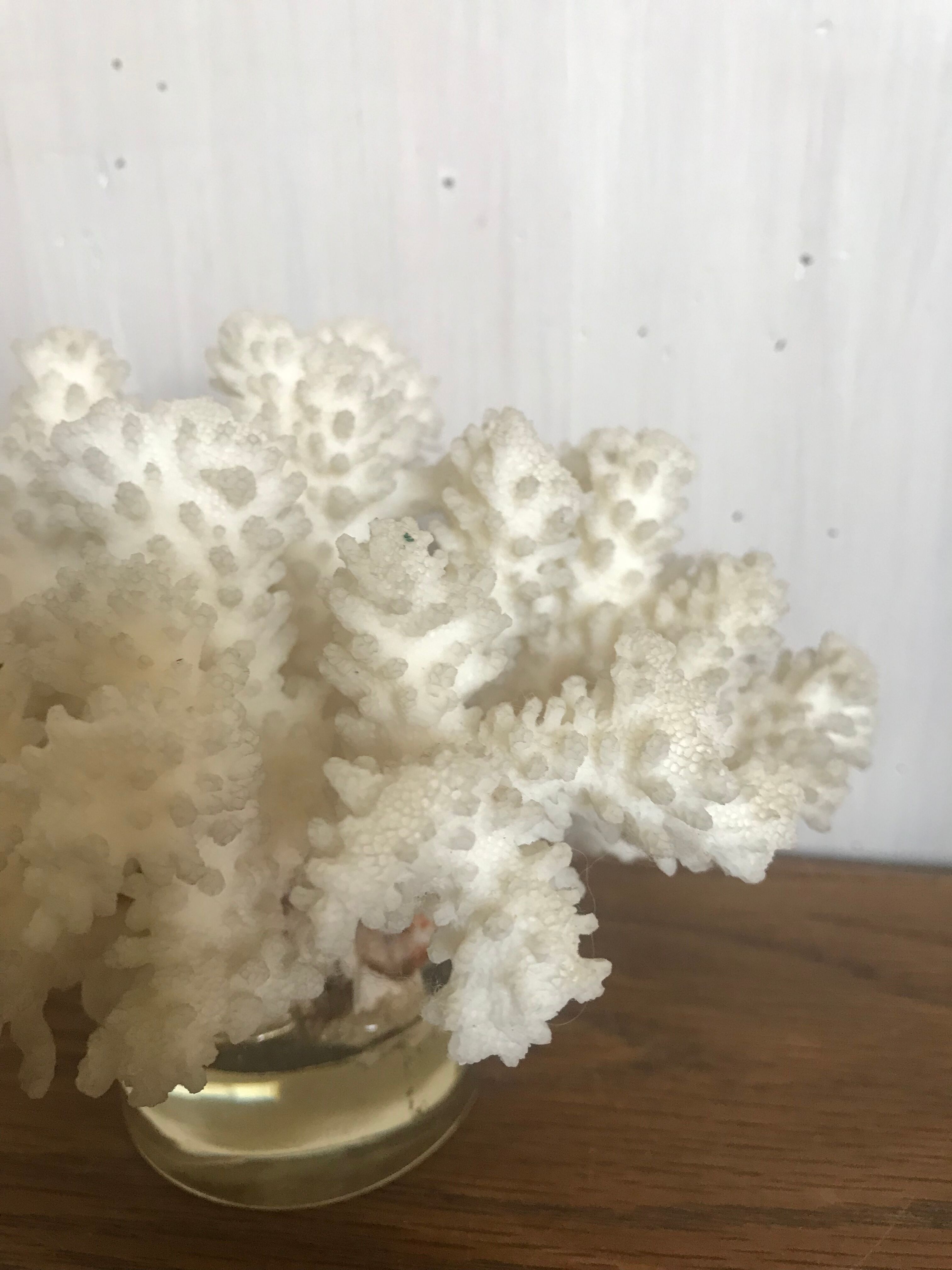 White coral