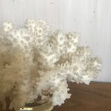 White coral