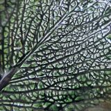 Ceramic dish cabbage leaf shape