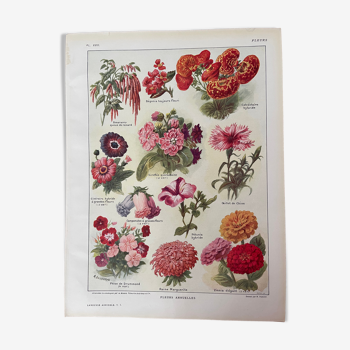 Lithographie sur les fleurs de 1921 annuelles