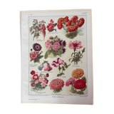 Lithograph on 1921 flowers (annual)