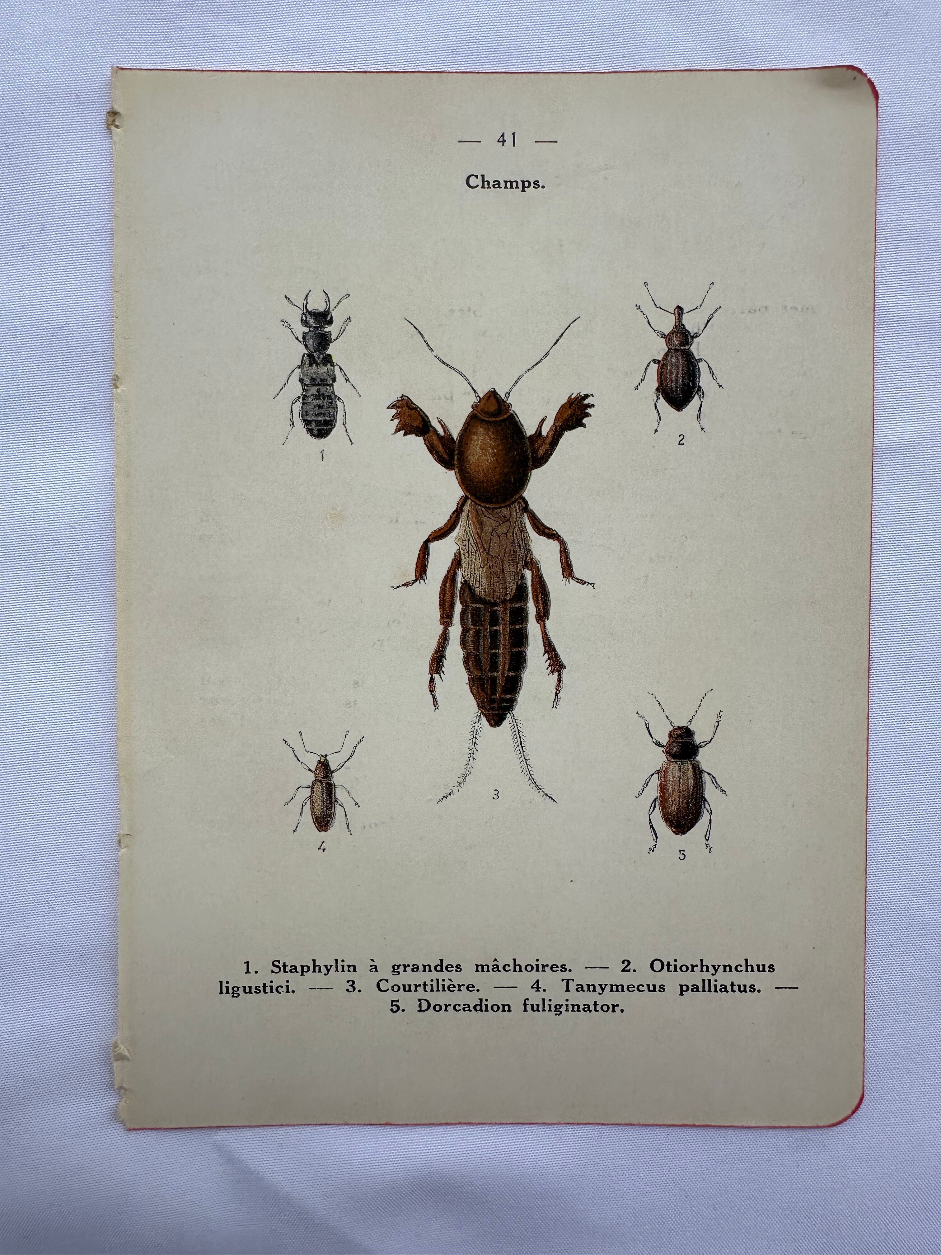 Gravure naturaliste ancienne planche botanique insecte papillon