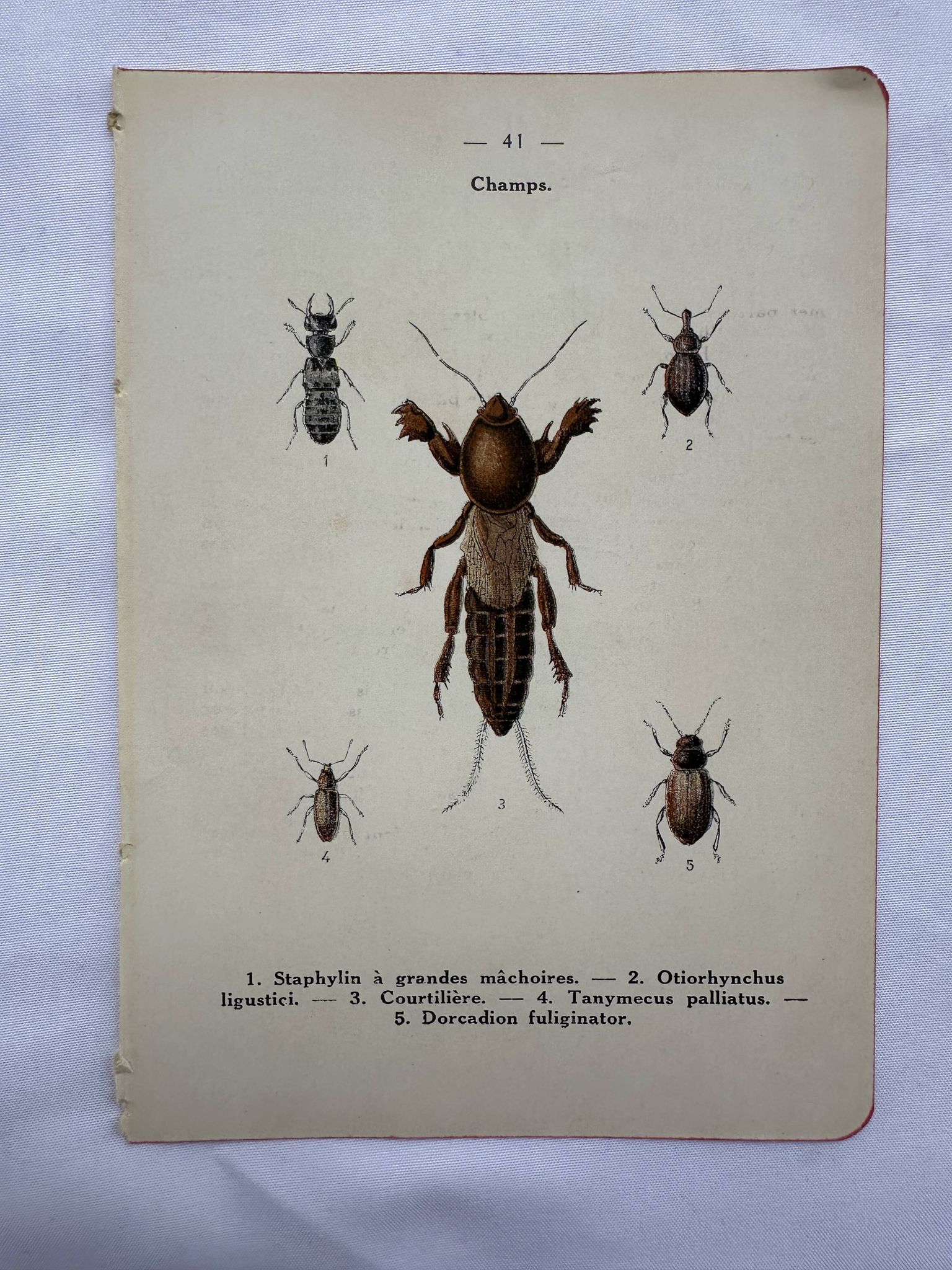 Gravure naturaliste ancienne planche botanique insecte papillon