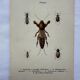 Gravure naturaliste ancienne planche botanique insecte papillon