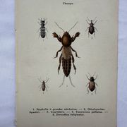 Gravure naturaliste ancienne planche botanique insecte papillon