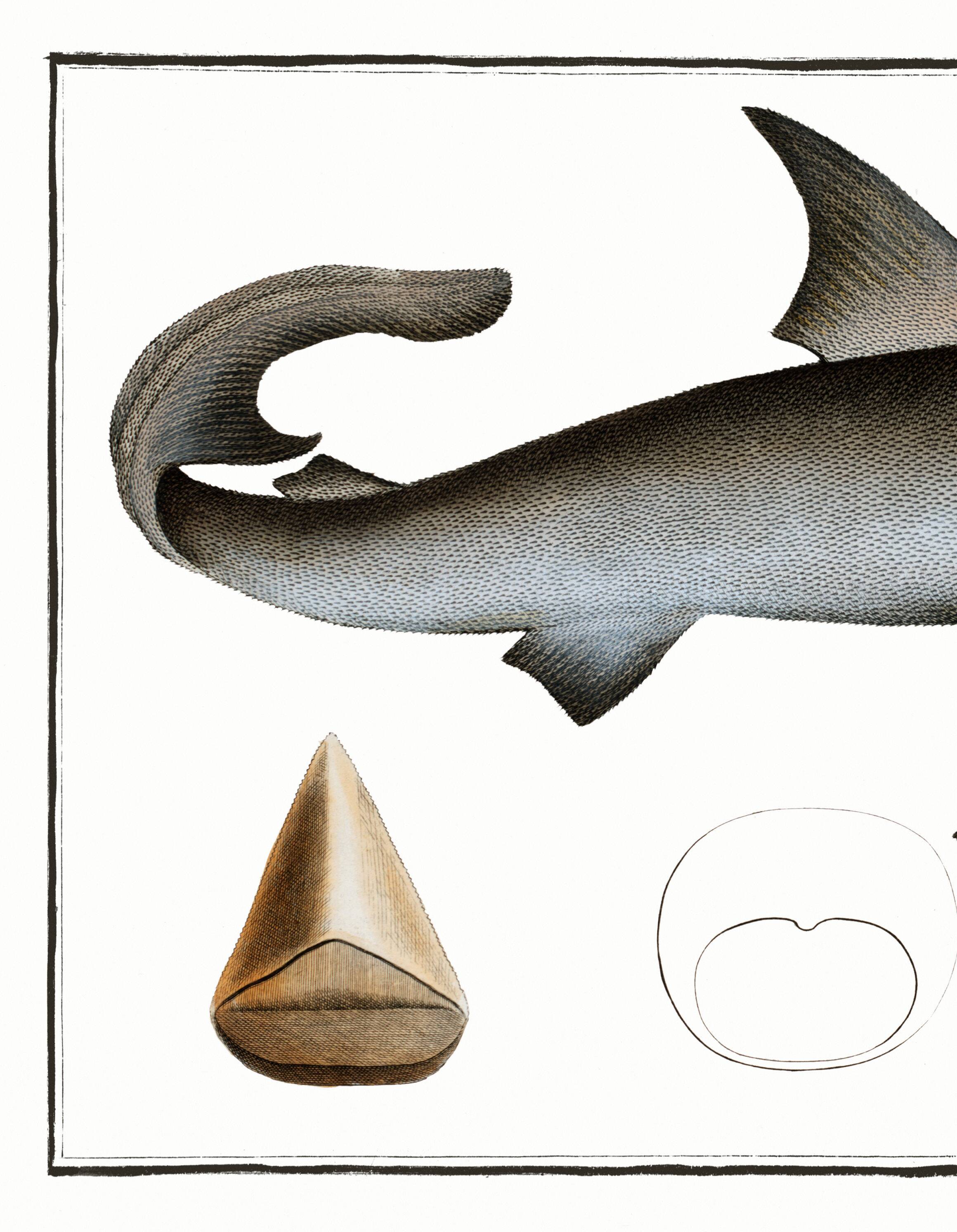 Poster about the great white shark, based on an old engraving from 1746.