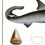 Poster about the great white shark, based on an old engraving from 1746.