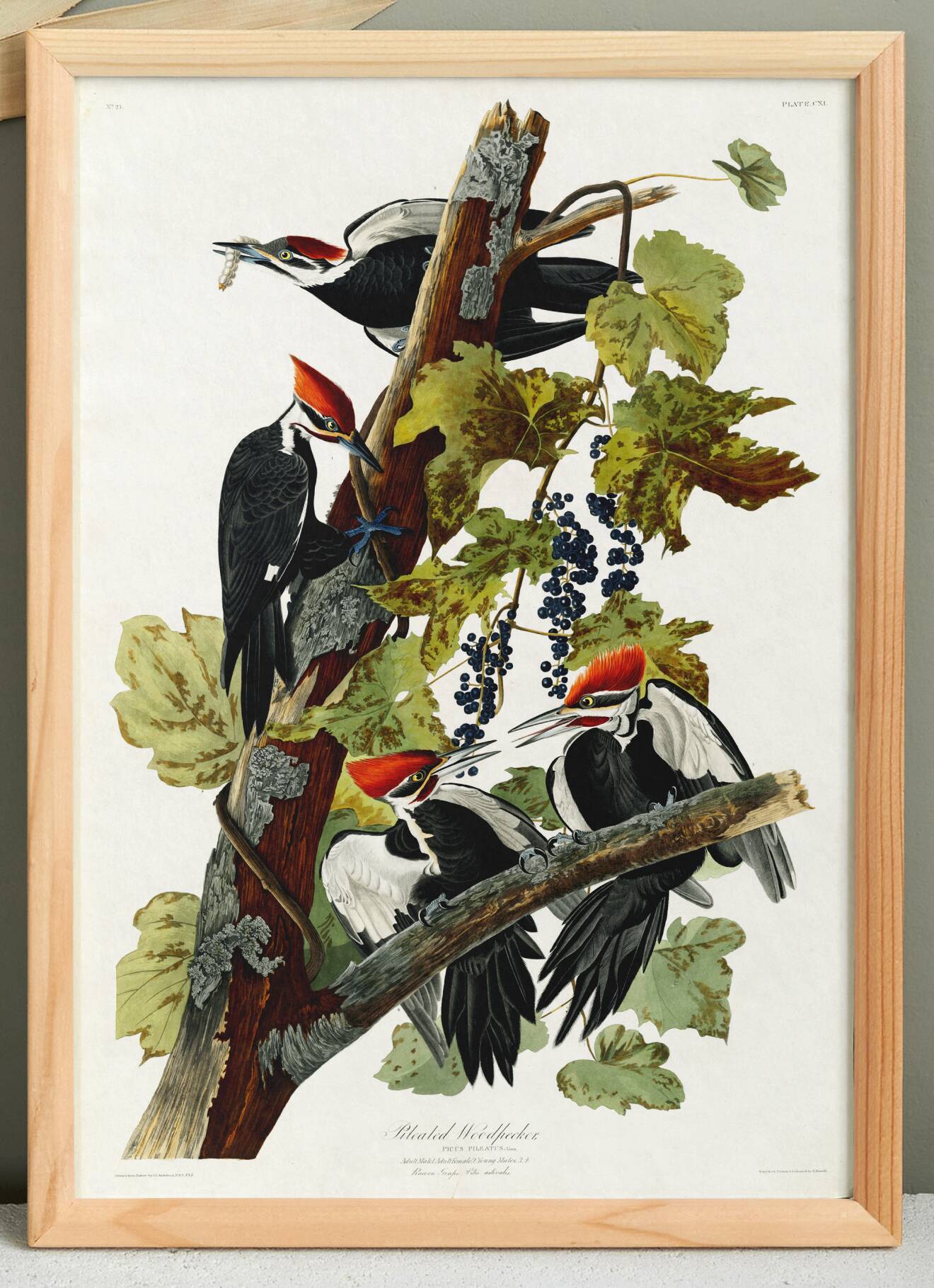 Poster about the Red-crested Woodpecker, based on an old engraving from 1827.