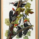 Poster about the Red-crested Woodpecker, based on an old engraving from 1827.