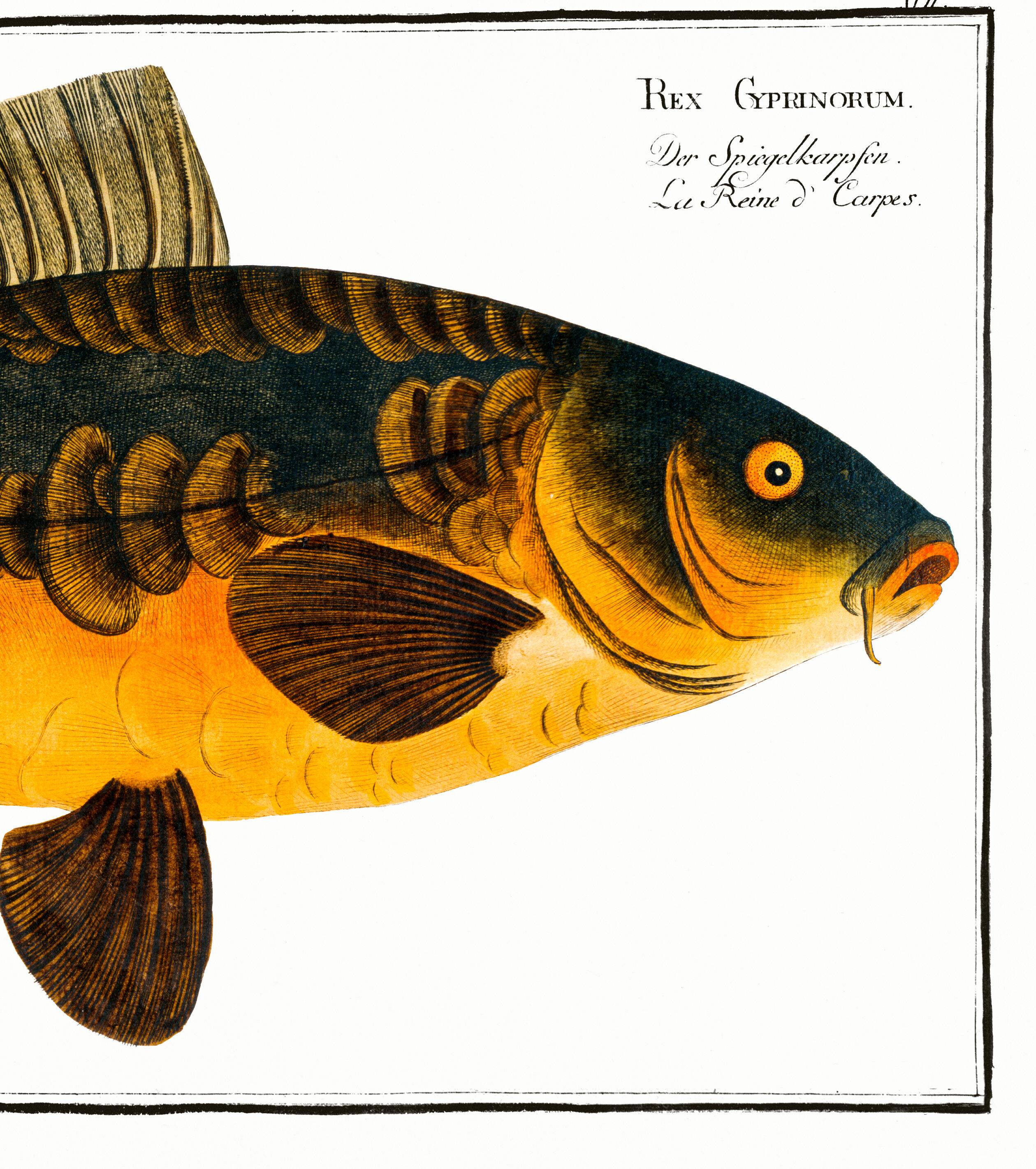 Poster about carp, based on an old engraving from 1746.