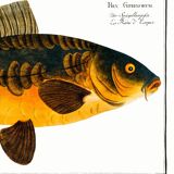 Poster about carp, based on an old engraving from 1746.