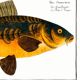 Poster about carp, based on an old engraving from 1746.