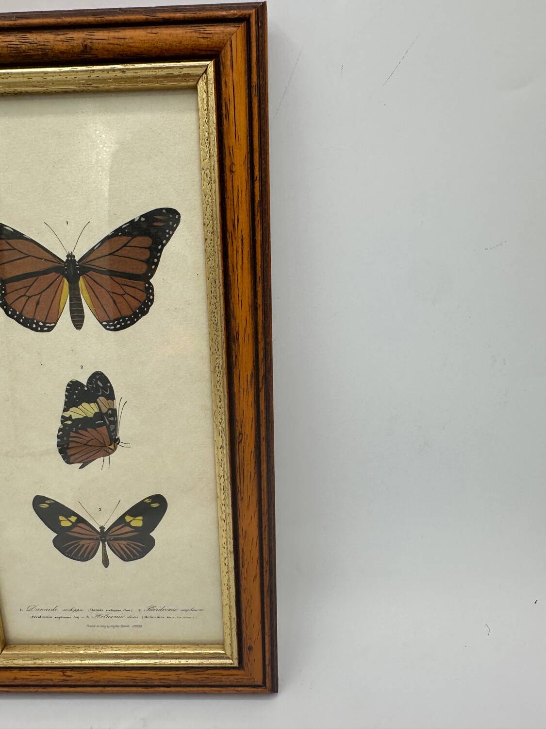 Butterflies lithograph frame
