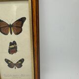 Butterflies lithograph frame