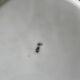 Ancient chinese plate with dragon porcelain dragonware moriage 19th