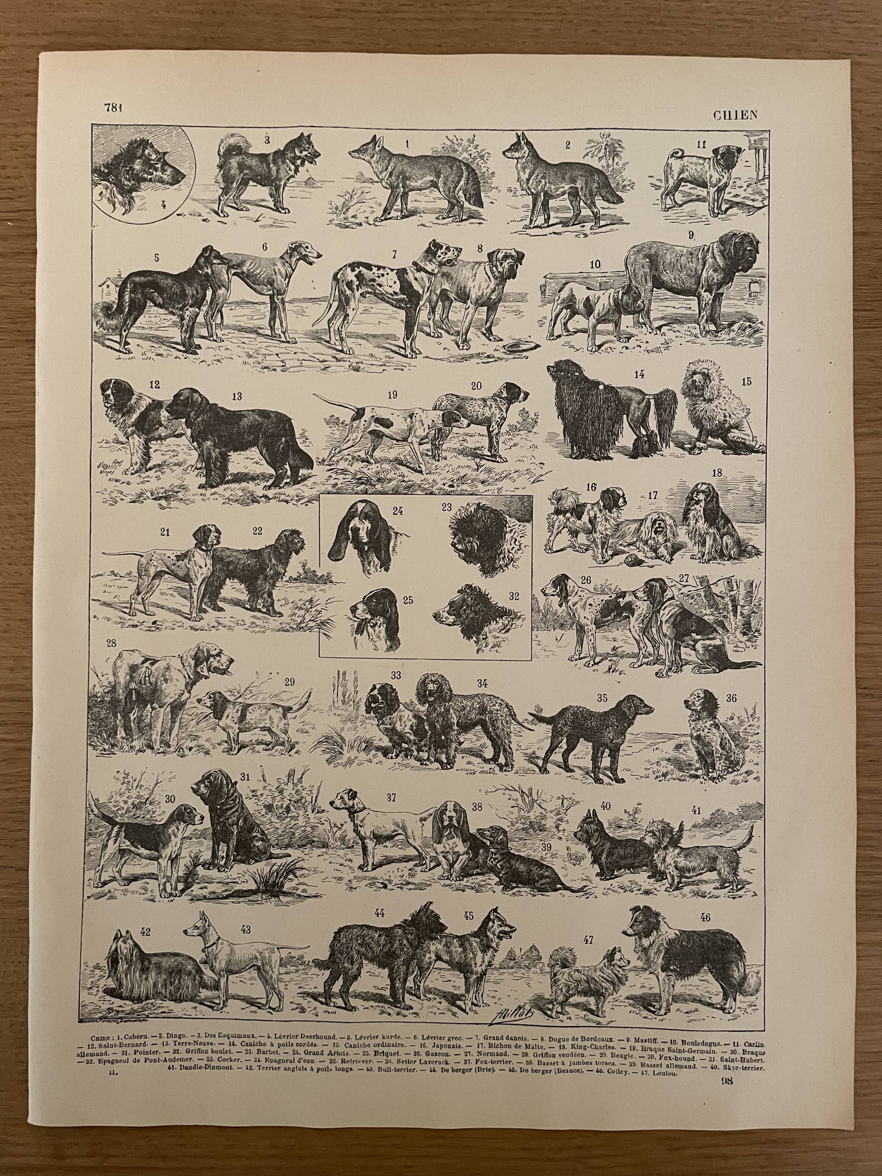 Lithograph engraving on dogs from 1897