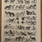 Lithographie gravure sur les chiens de 1897
