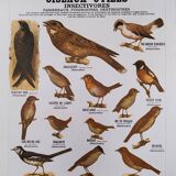 Educational poster, useful birds