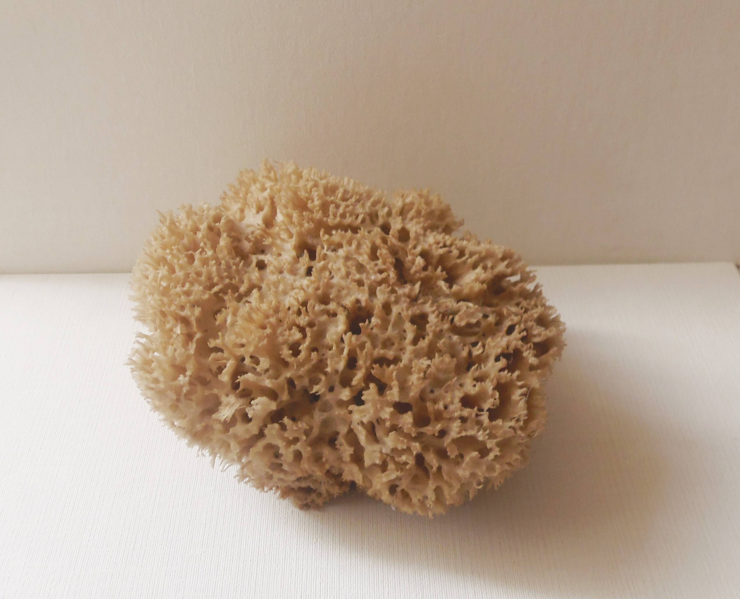 Natural sponge for decoration