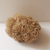 Natural sponge for decoration