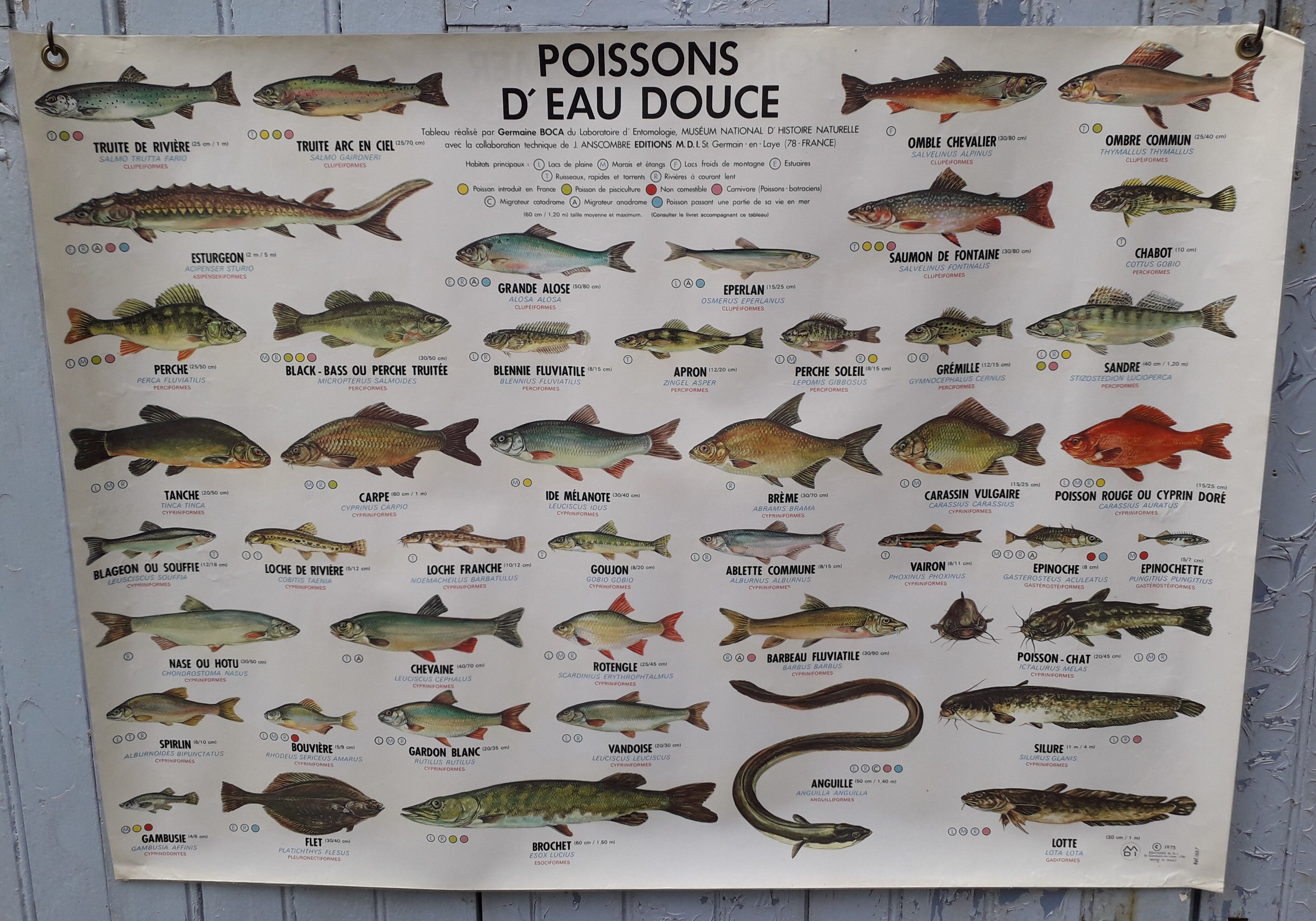 School poster MDI sea fish/freshwater fish 1975