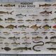 School poster MDI sea fish/freshwater fish 1975