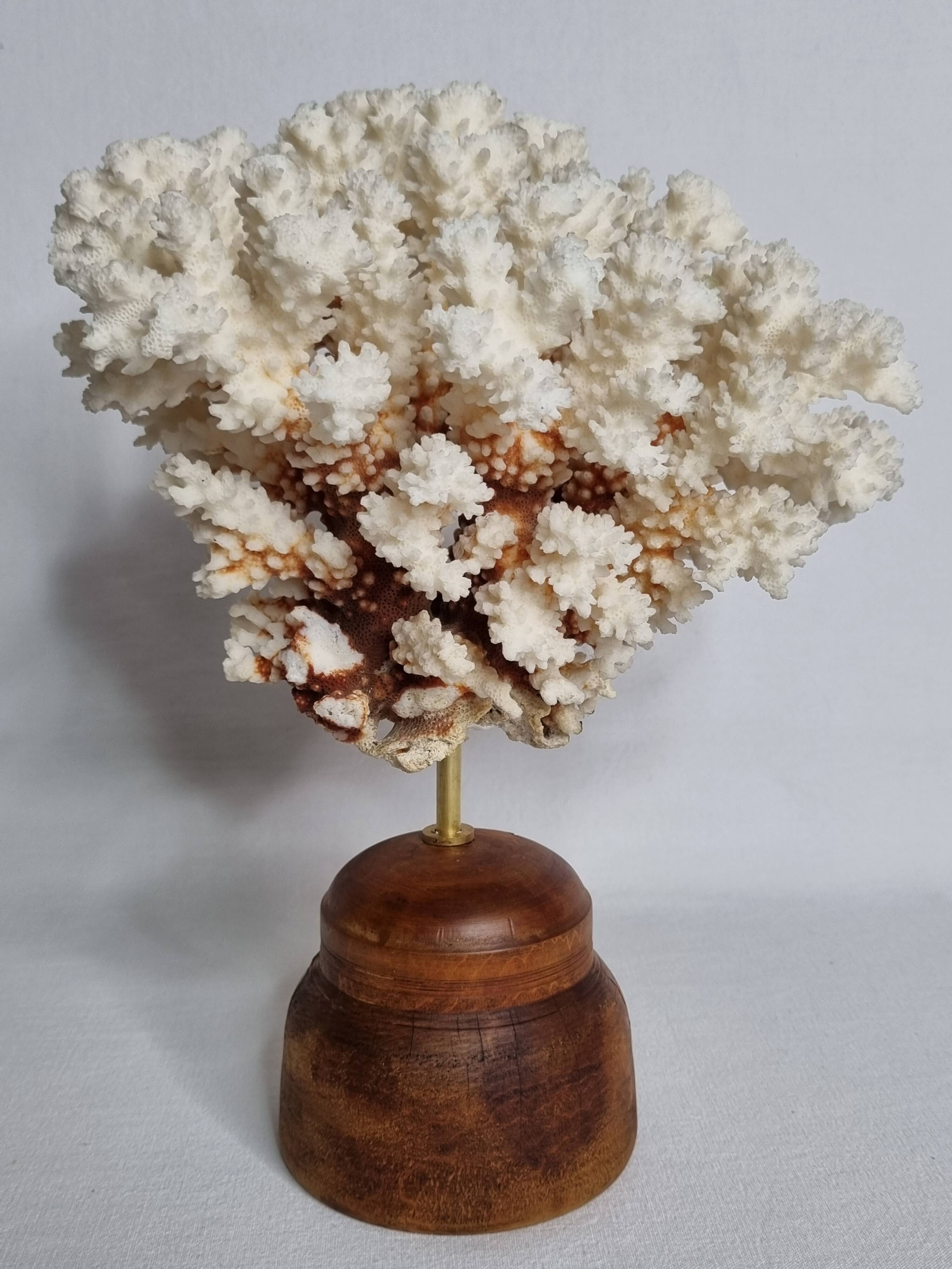 Antique natural white coral on turned wooden base, H25 cm