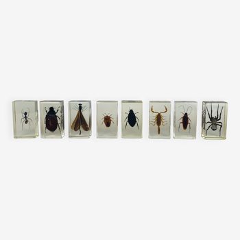 Lot de 8 insectes inclusions en résine