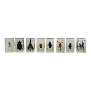 Lot de 8 insectes inclusions