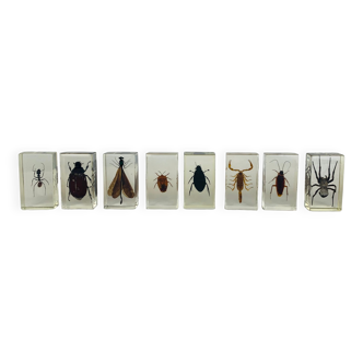 Lot de 8 insectes inclusions en résine