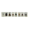 Set of 8 insect inclusions in resin