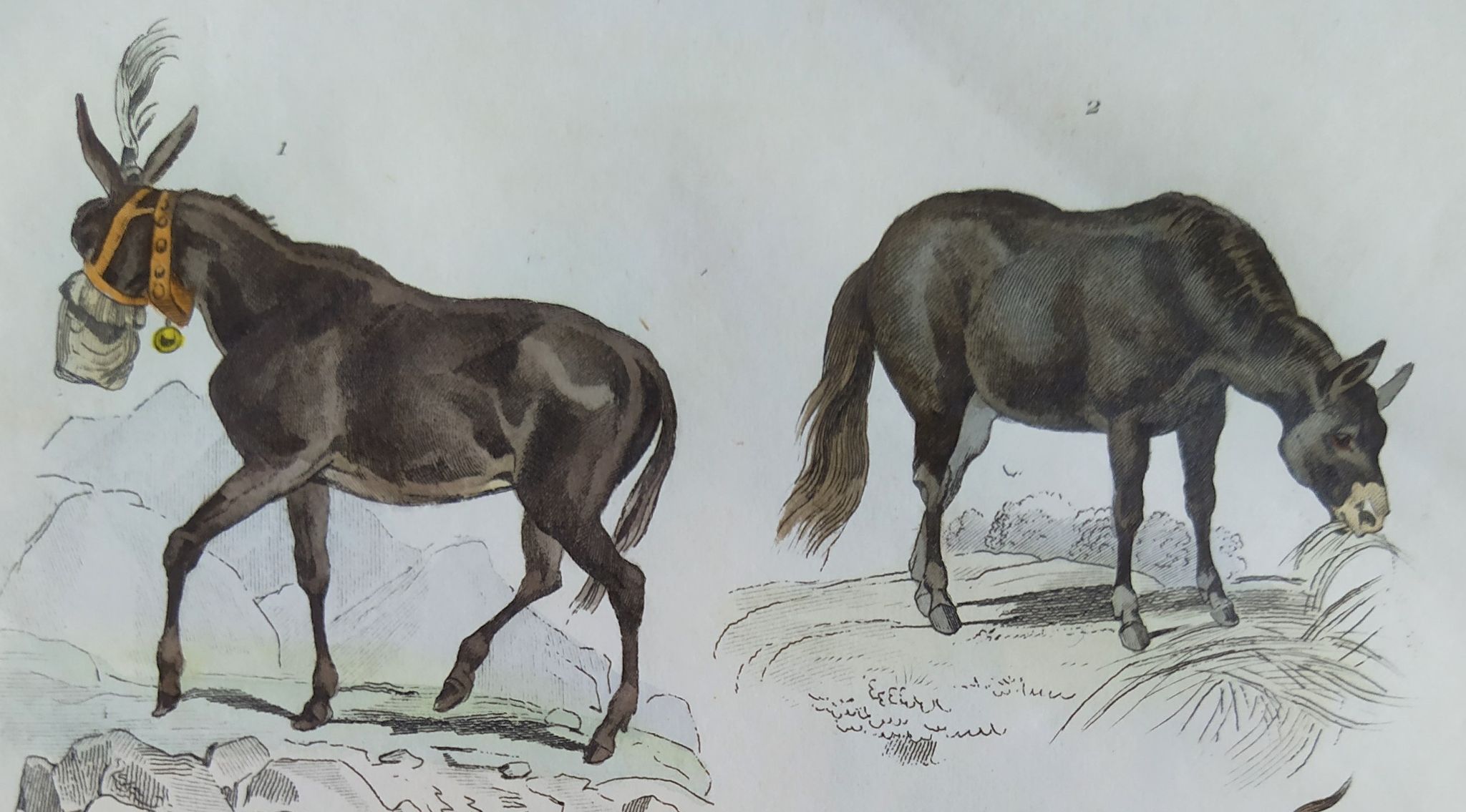 Planche zoologique originale " mulet, bardeau, aye aye,... - buffon 1838