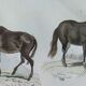Original zoological plate "mule, shingle, aye aye,... - Buffon 1838