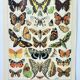 Gravure ancienne 1898, Papillons d'Europe, insectes • Lithographie, Planche originale
