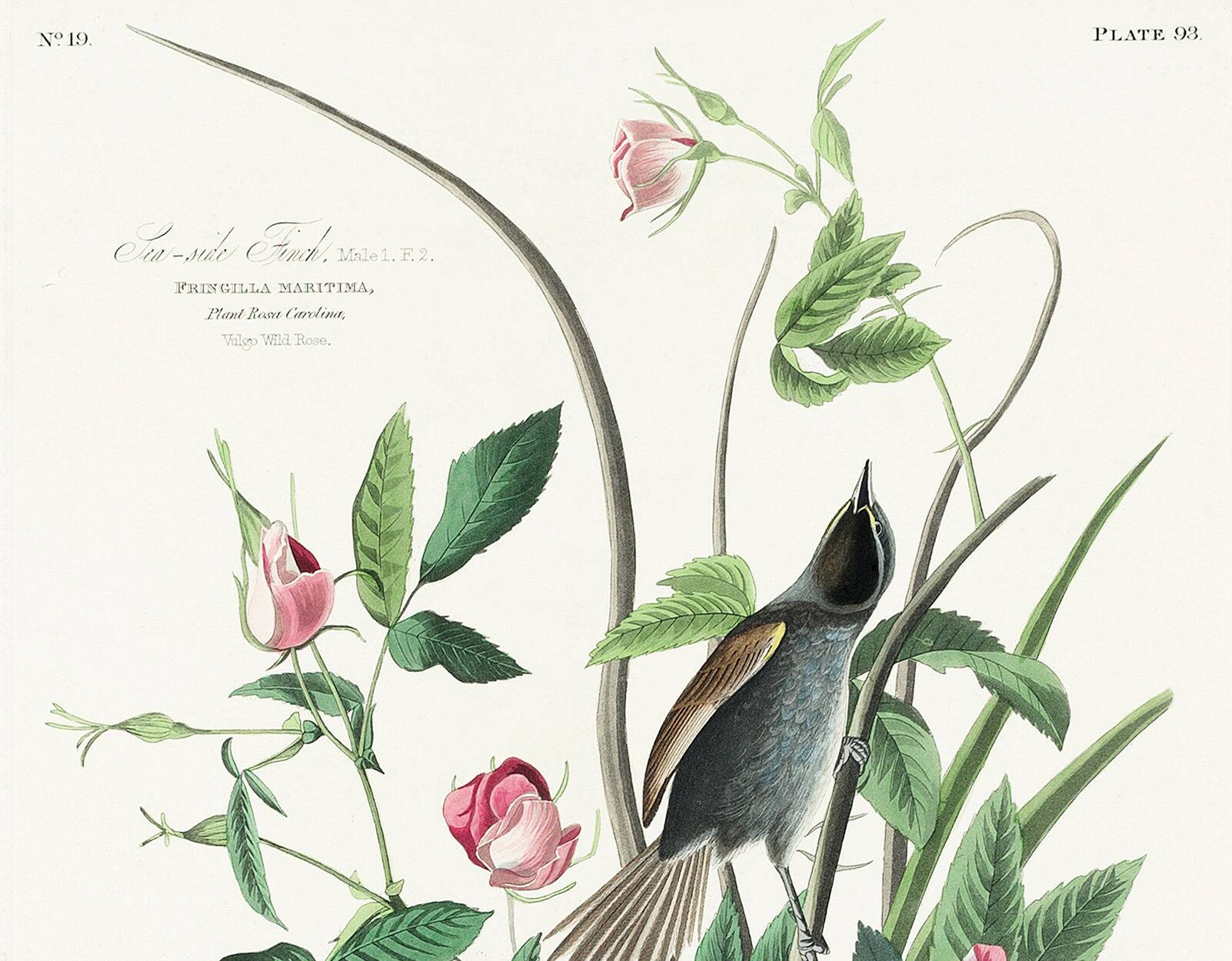 Poster of the White-throated Sparrow, after an old engraving from 1827