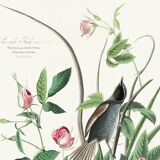 Poster of the White-throated Sparrow, after an old engraving from 1827