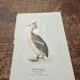 Old botanical plate naturalist engraving birds