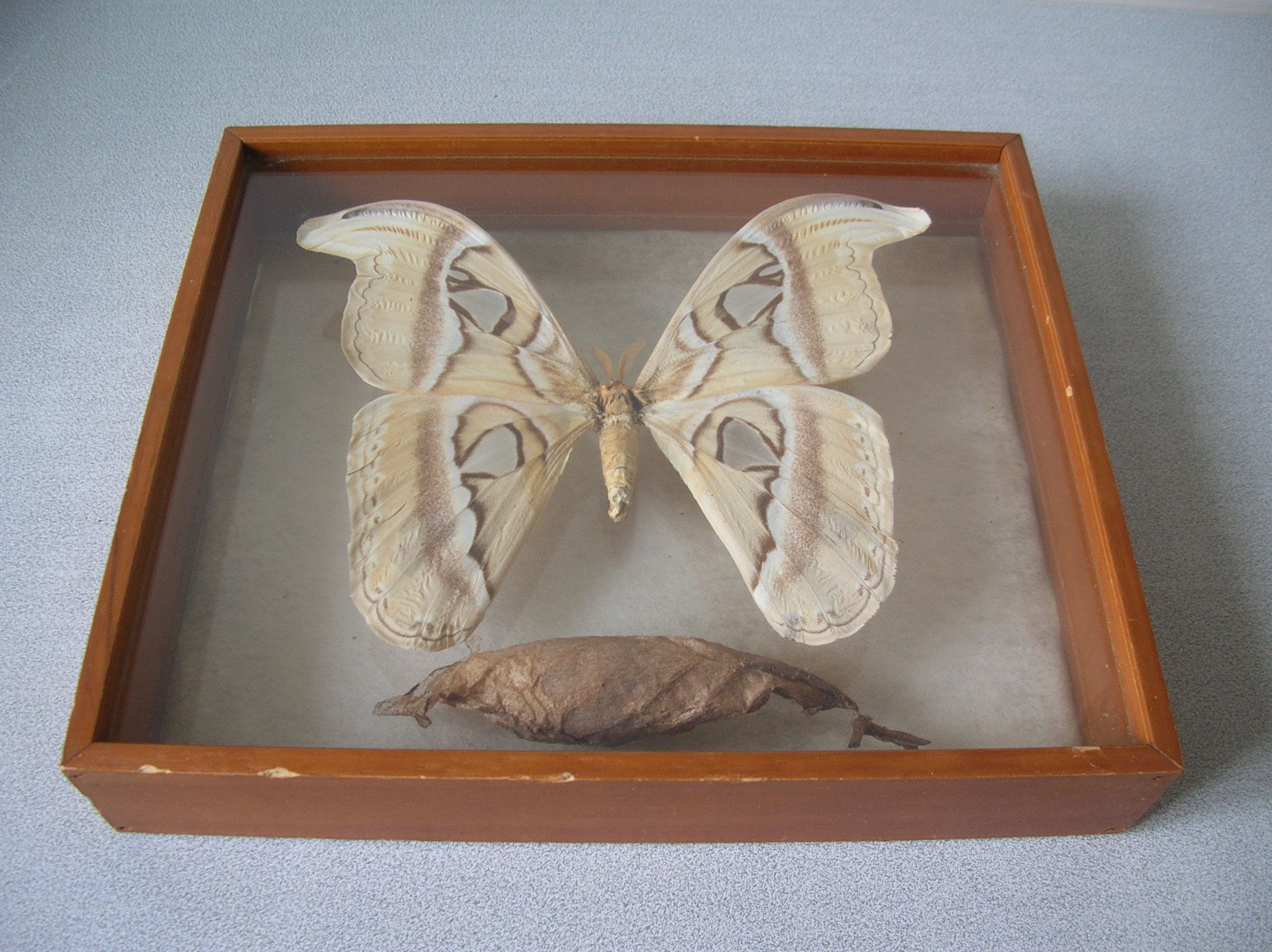 Ancient large butterfly of Formosa and cocoon chrysalis deco cabinet of curiosity entomology