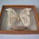 Ancient large butterfly of Formosa and cocoon chrysalis deco cabinet of curiosity entomology