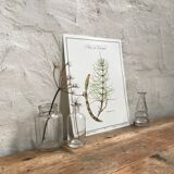 Botanical plank the Prêle des Champs