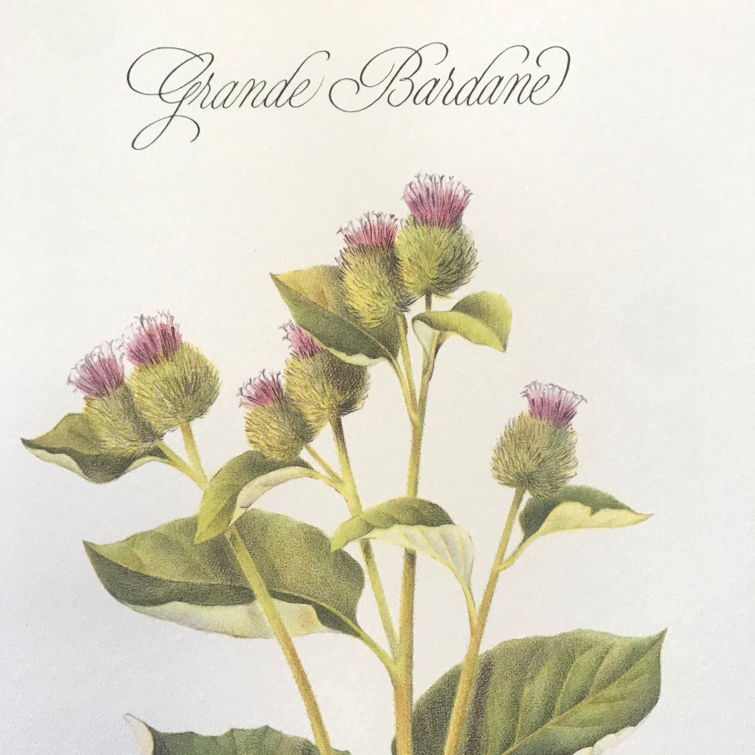 Botanical board the great Bardane