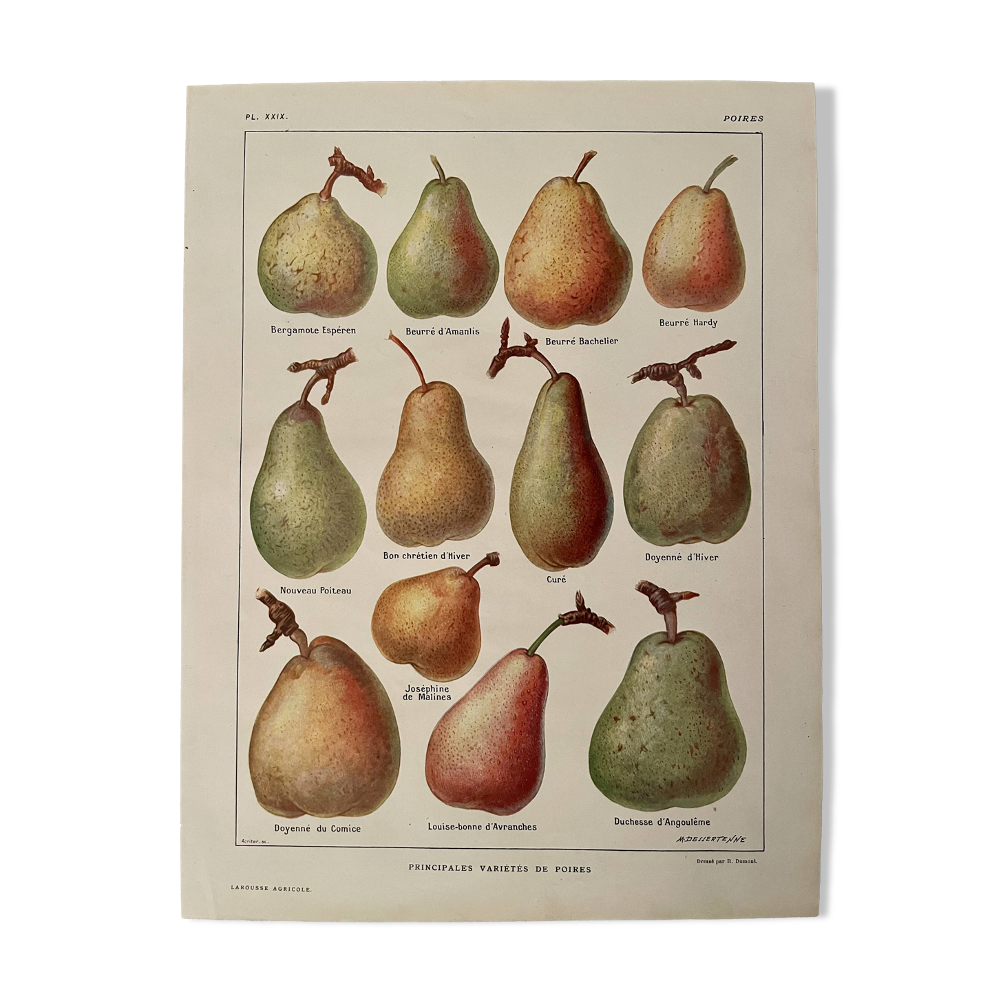 Illustrated plate on pears - 1920