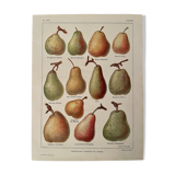 Illustrated plate on pears - 1920